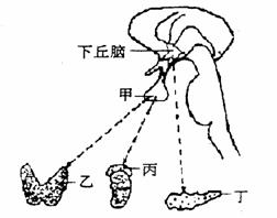 蝗虫最新位置及其影响分析